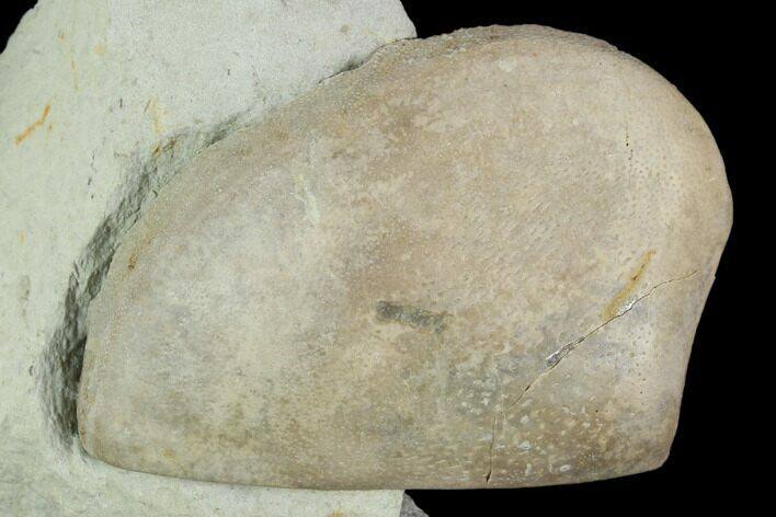 Ammonite Aptychus Fossil in Rock - Drügendorf, Germany #125450
